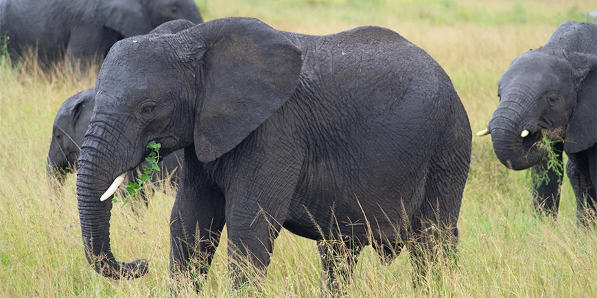 Elephants walking on the savannah in Serengeti
