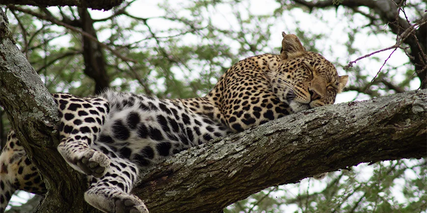 Leopard sleeping in a tree in Serengeti National Park