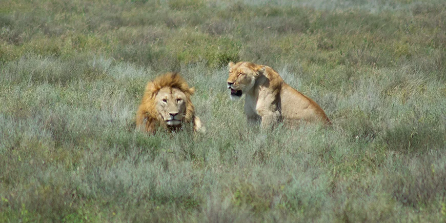 Lion and lioness in the Serengeti