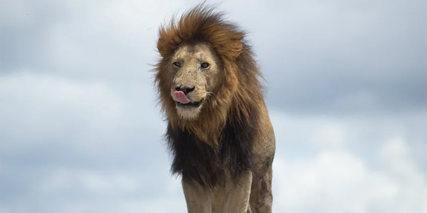 Lion licking its mouth