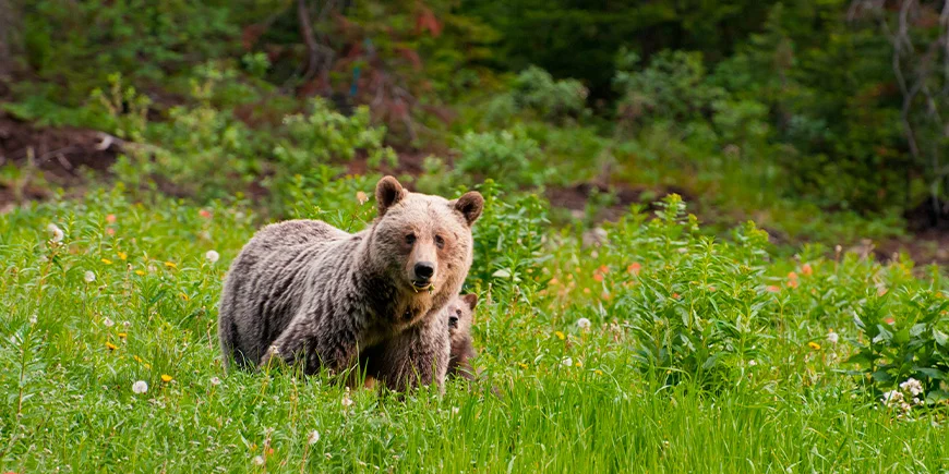 Bear with cubs in Banff National Park