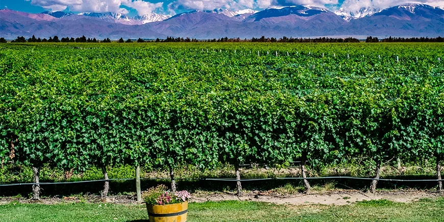 Vineyards in Mendoza with views of the Andes mountains