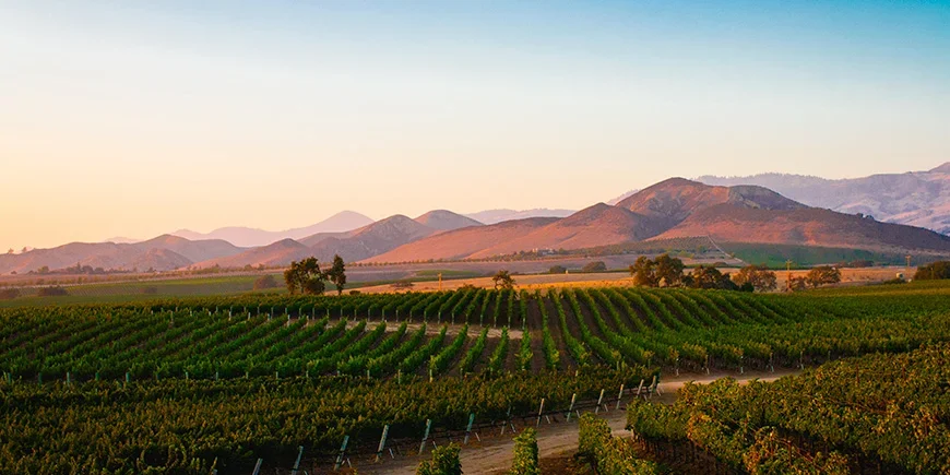 Vineyards in Santa Ynez at sunset