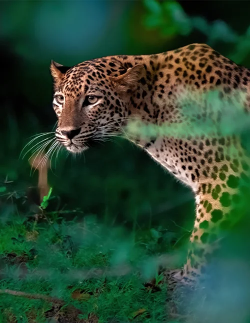 Galle, Yala National Park & beach holiday in Mirissa