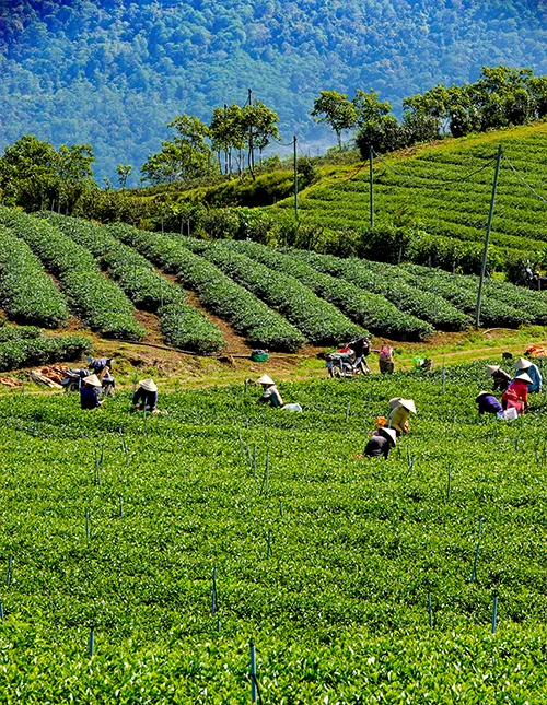 Southern Vietnam & beach holiday in Mui Ne