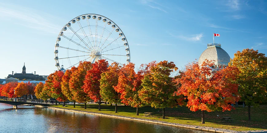 Autumn with golden trees in Montreal, Canada