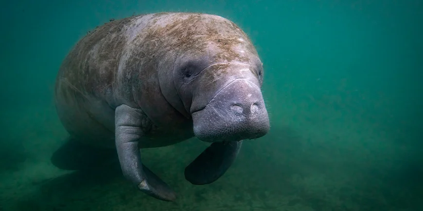 Sea cow in the water in Florida