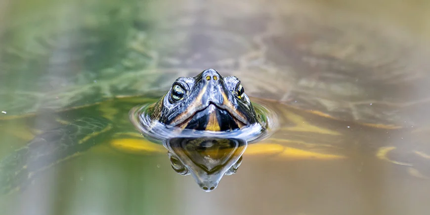 Florida turtle in the water in Florida