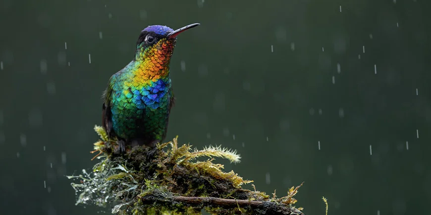 Bird on a branch in a national park in Costa Rica while it rains