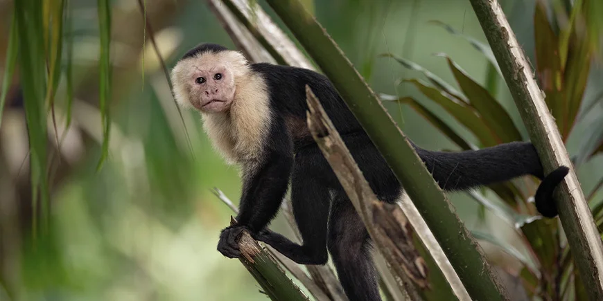Capuchin monkey in Costa Rica