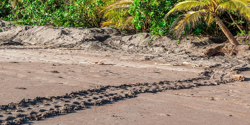 Sea turtle tracks on Tortuguero Beach in Costa Rica