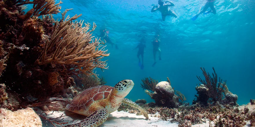 A group of people watching a sea turtle on a snorkelling trip in Akumal, Mexico