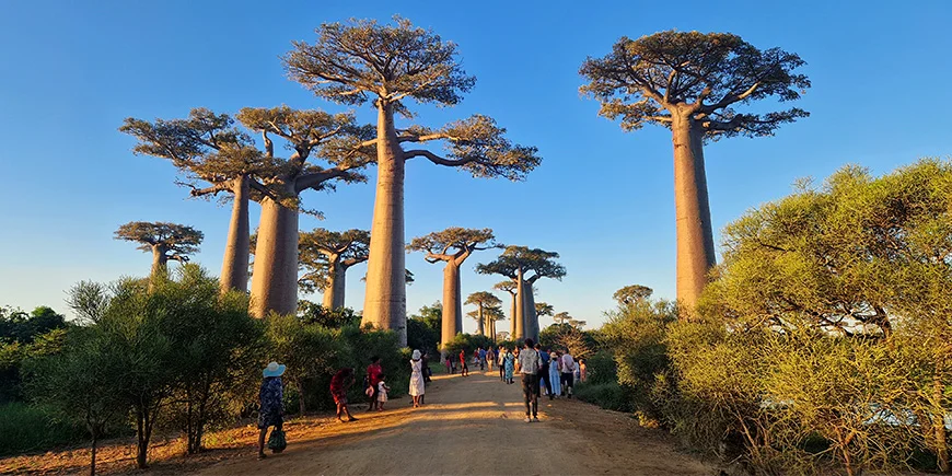 Baobab Alley in Madagascar on a sunny day
