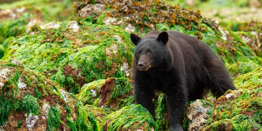 Black bear on Vancouver Island in Canada