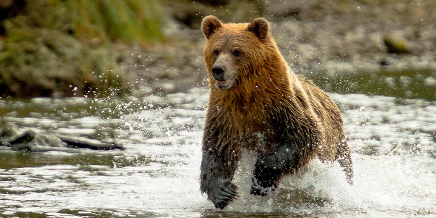 Grizzly bear in a river in British Columbia