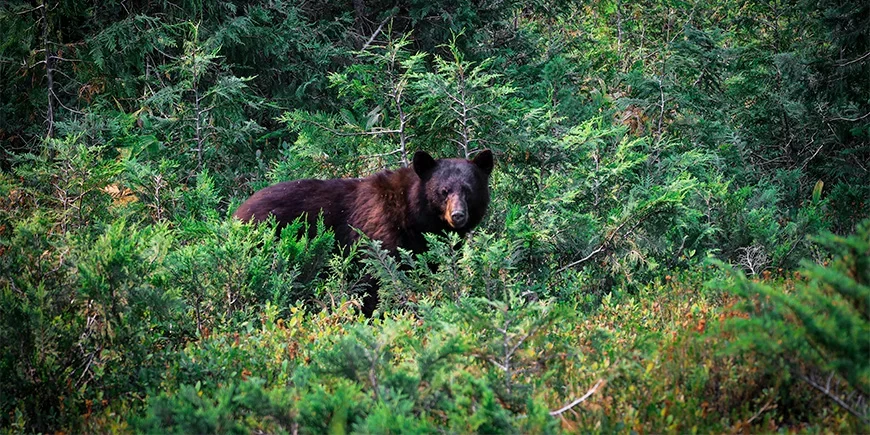 Black bear hiding in the forest in Banff National Park, Canada