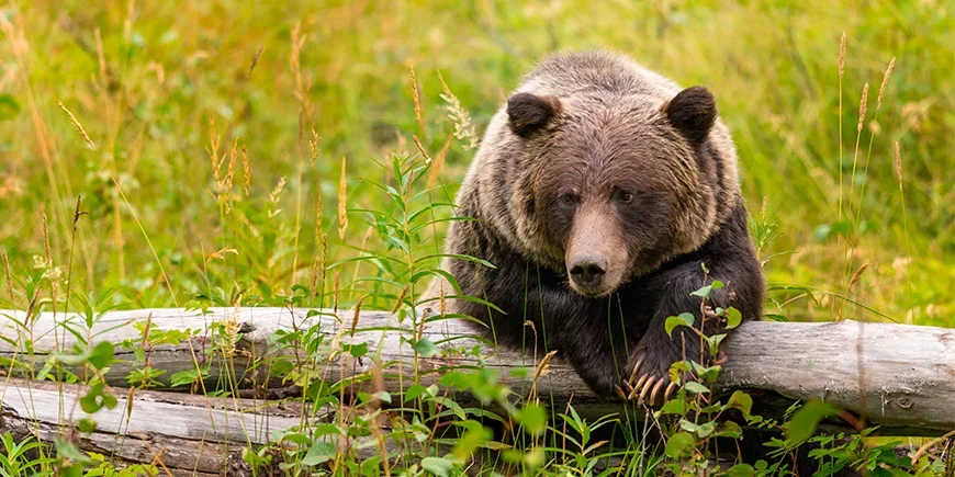 Grizzly bear in Banff National Park in western Canada