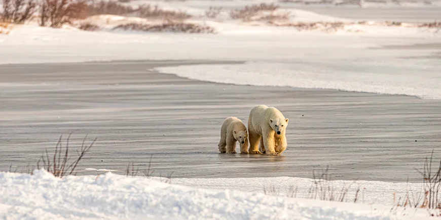Two polar bears walking on the ice in Churchill, Canada