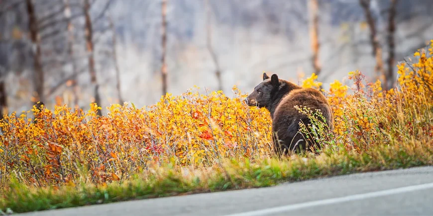 Bear standing in the undergrowth by the roadside in Canada