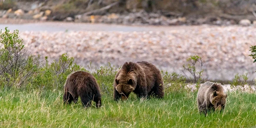 Mother bear and cubs eating in Jasper National Park