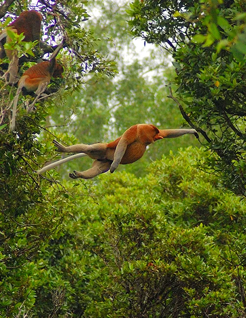 Borneo’s nature and wildlife & beach holiday on Gaya Island