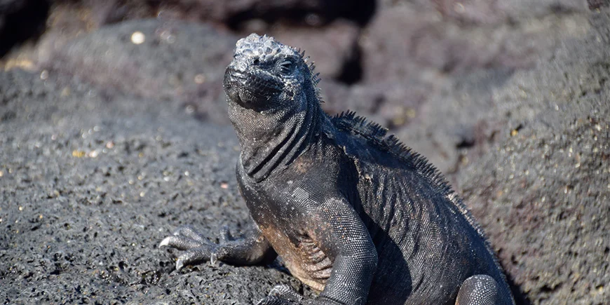 Iguana in volcanic landscapes on the Galapagos Islands
