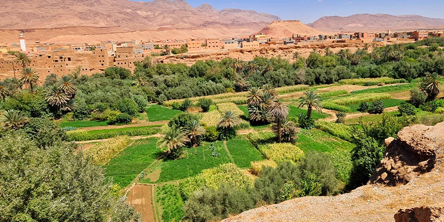 View of date palms in Tinghir, Morocco