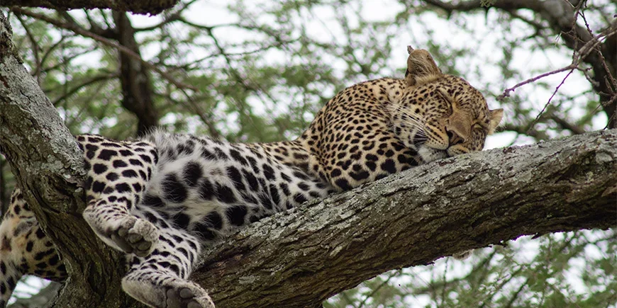A leopard perched in a tree on safari in Tanzania