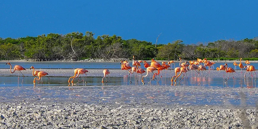 Flamingos in Ria Lagartos