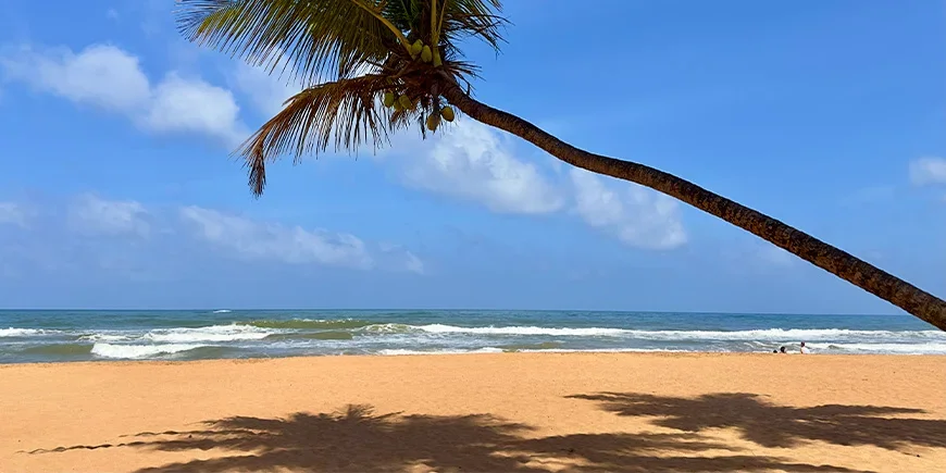 Palm tree and blue skies at Bentota Beach