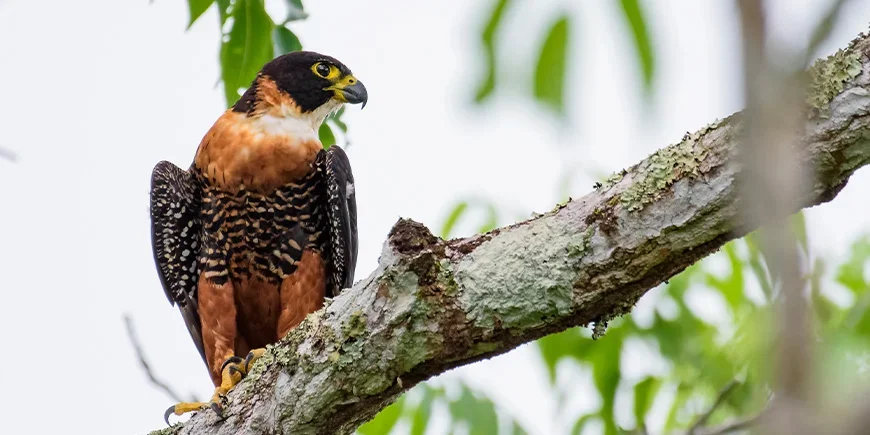 Falcon perched on a branch in Tikal National Park in Guatemala