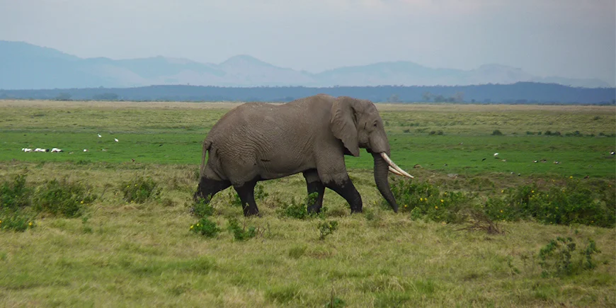 Elephant wandering in the grass on the savannah