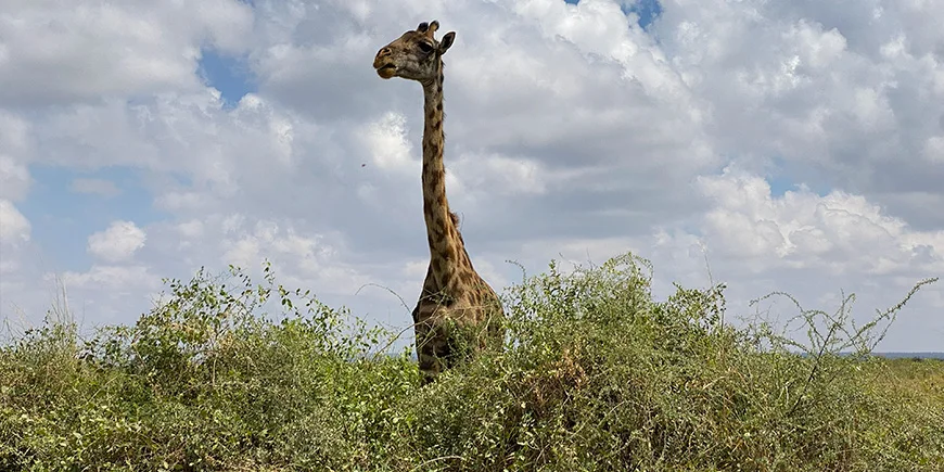 Giraffe in Amboseli National Park