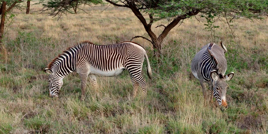 Zebras in Samburu National Park in Kenya