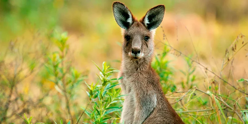 Kangaroo looking at the camera