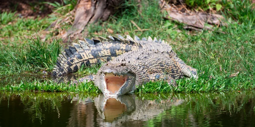 Saltwater crocodile in Kakadu National Park, Australia