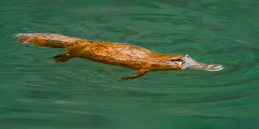 Platypus swimming in a river