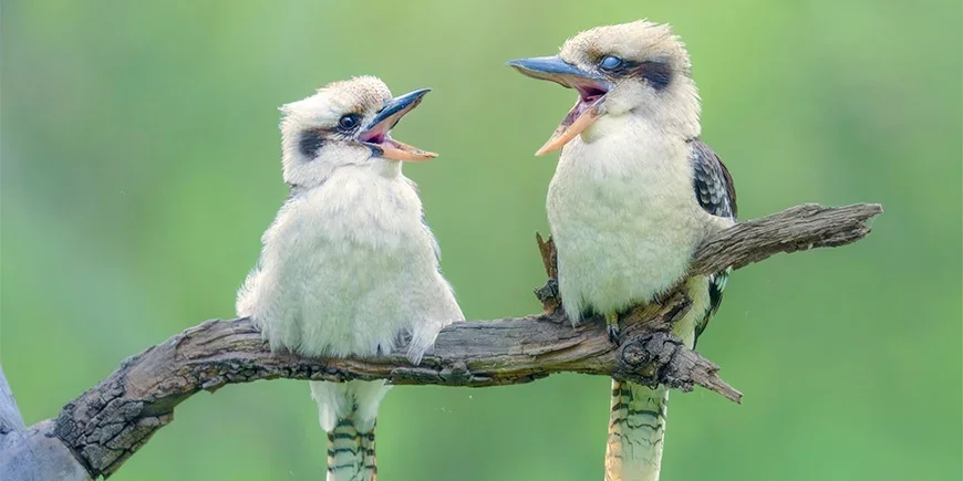 Two kookaburras sitting in a tree and singing