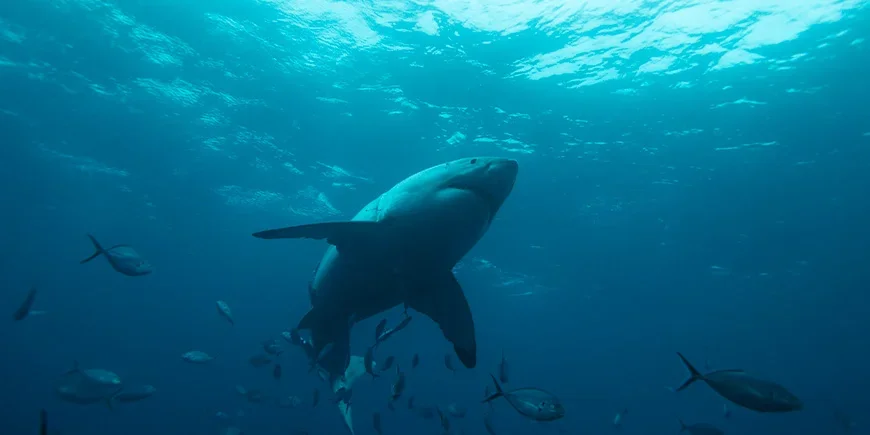 Great white shark swimming in the waters of southern Australia