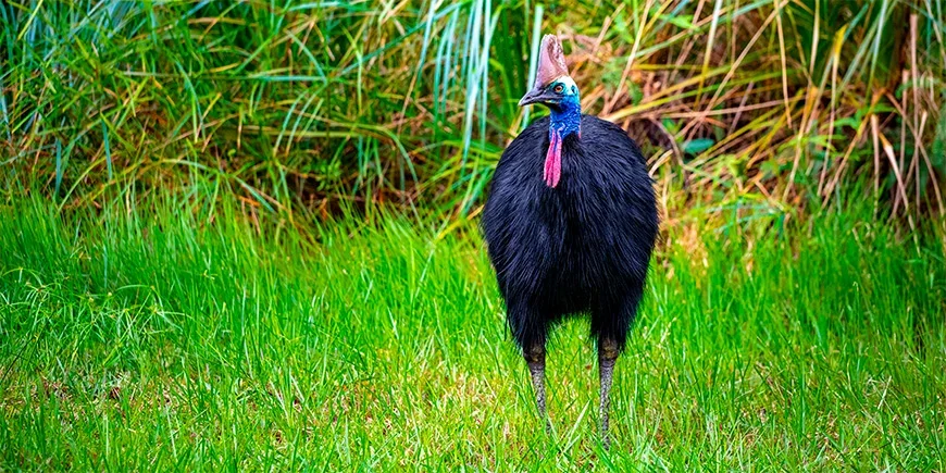 Kasuar står i græsset et sted i Australien