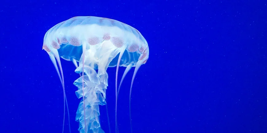 Box jellyfish by the sea in Australia