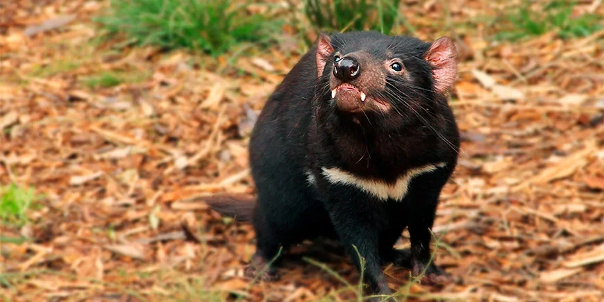 Tasmanian devil in Australia