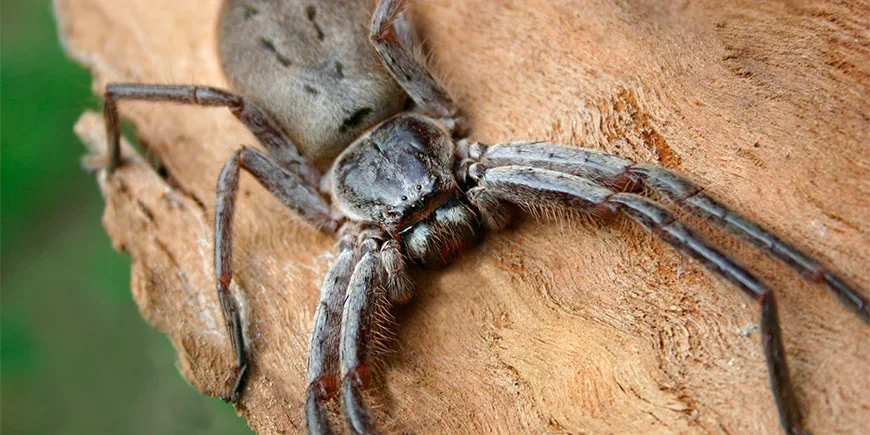 Close-up of a huntsman spider