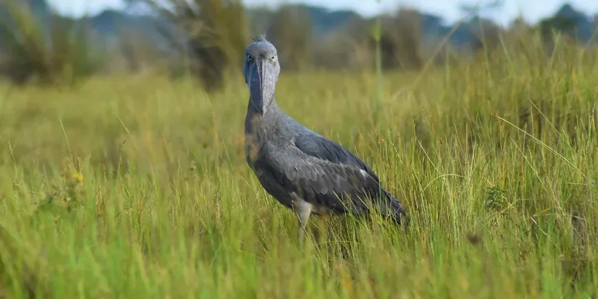 Shoebill looking straight into the camera