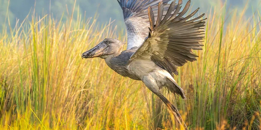 A flying shoebill