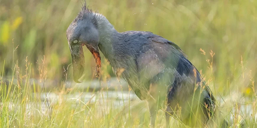 Shoebill hunting in Uganda