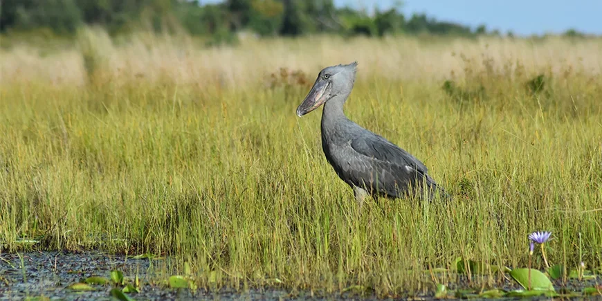 The shoebill, the living fossil
