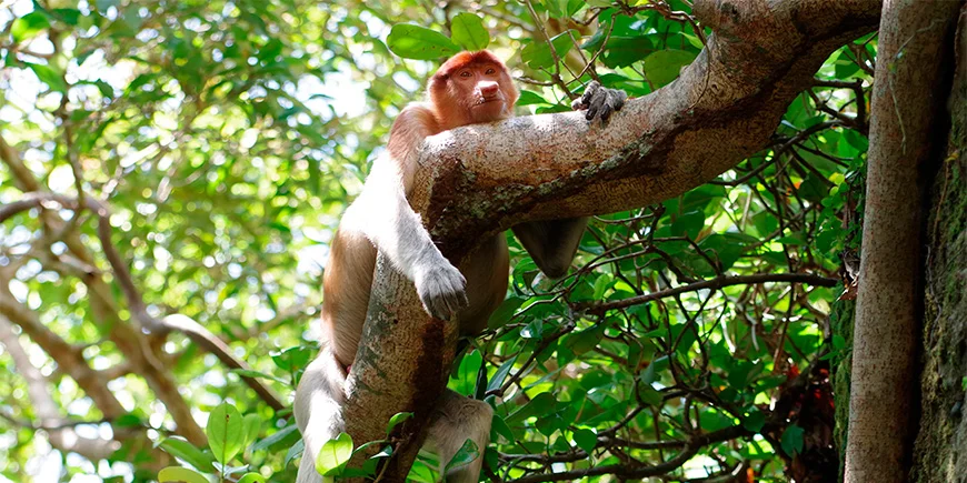 Proboscis monkey in Bako National park