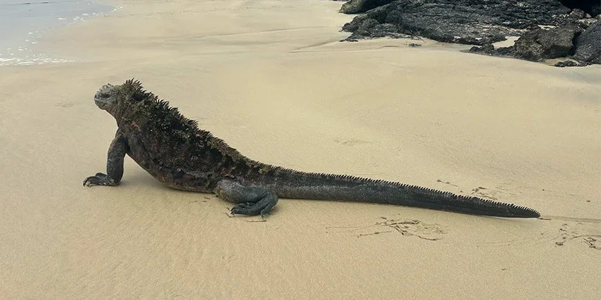 Iguana on the Galápagos Islands