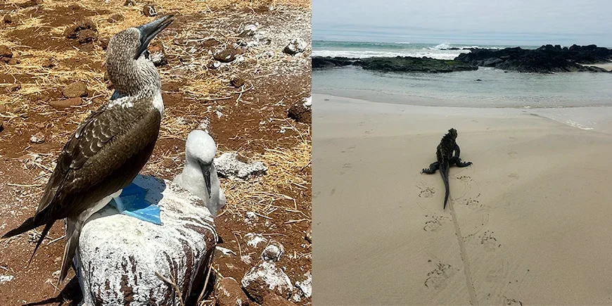 Blue-footed booby and iguana in the Galápagos Islands